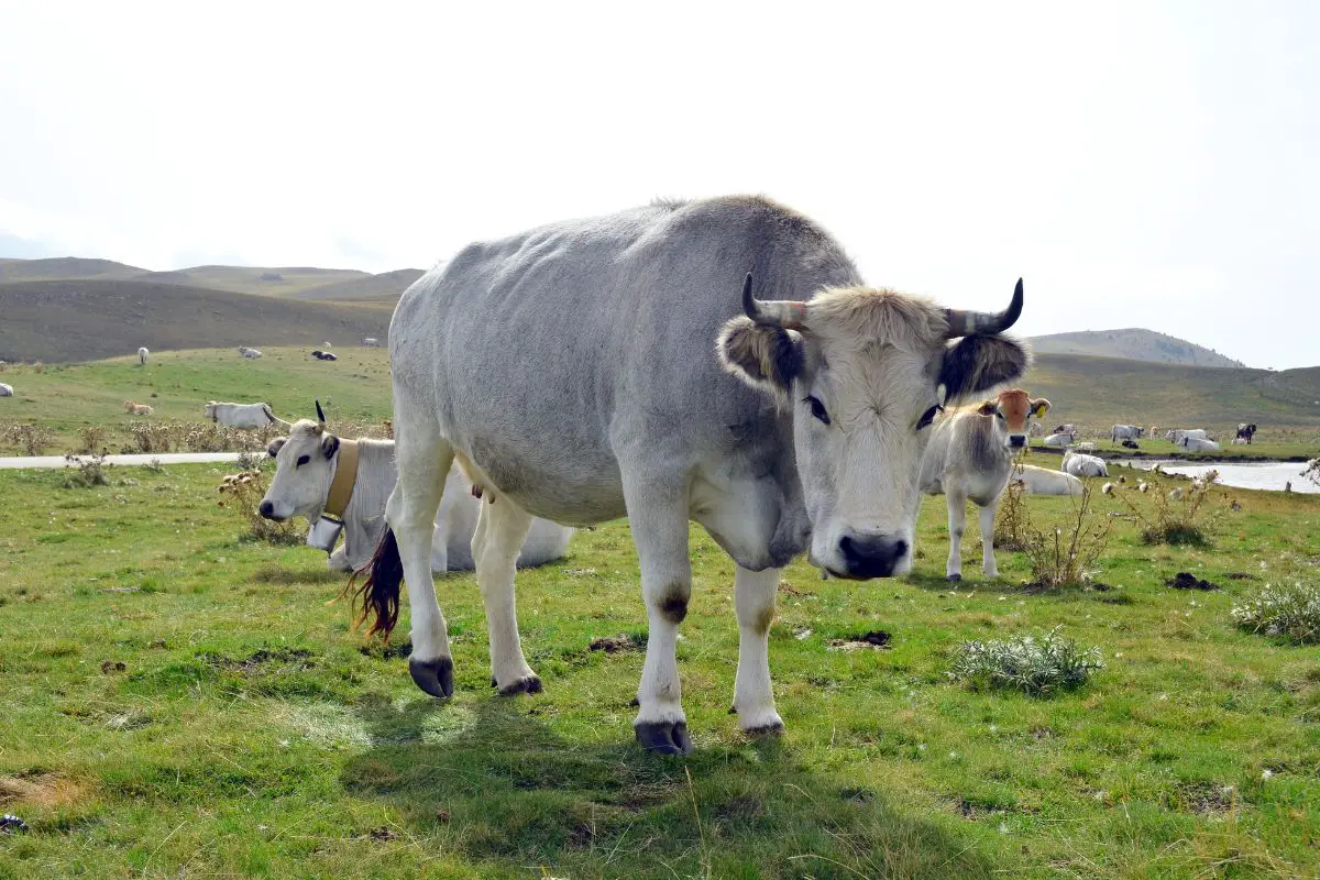 how-much-does-a-cow-weigh-averages-by-breed