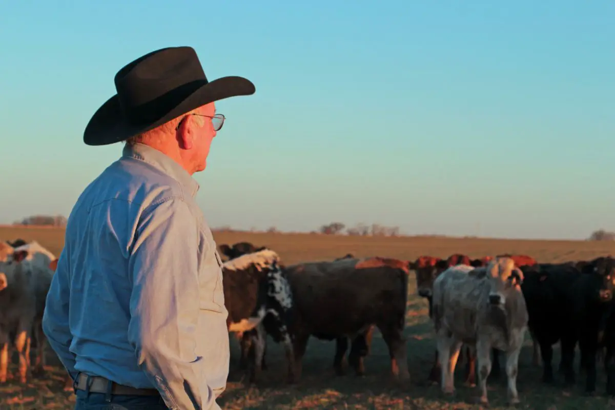 buying-beef-cattle-what-you-need-to-know-to-start-your-herd