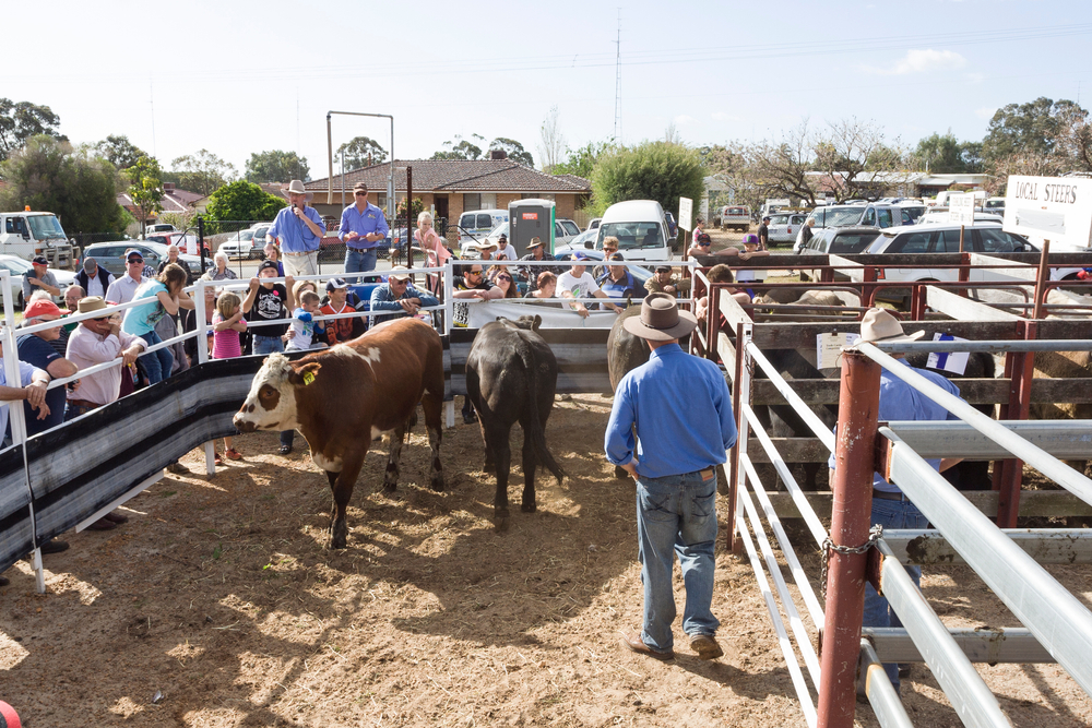 farmers at cattle auction