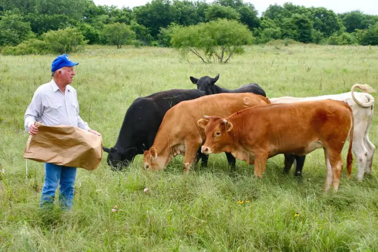 how-to-start-a-cattle-farm-with-little-to-no-money