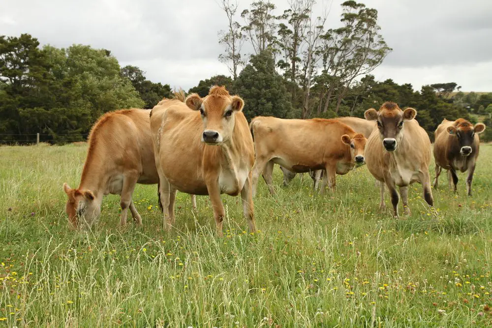 herd of jersey cows standing in pasture