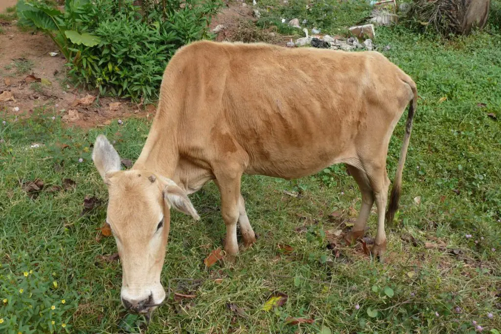 a cow with johne's disease