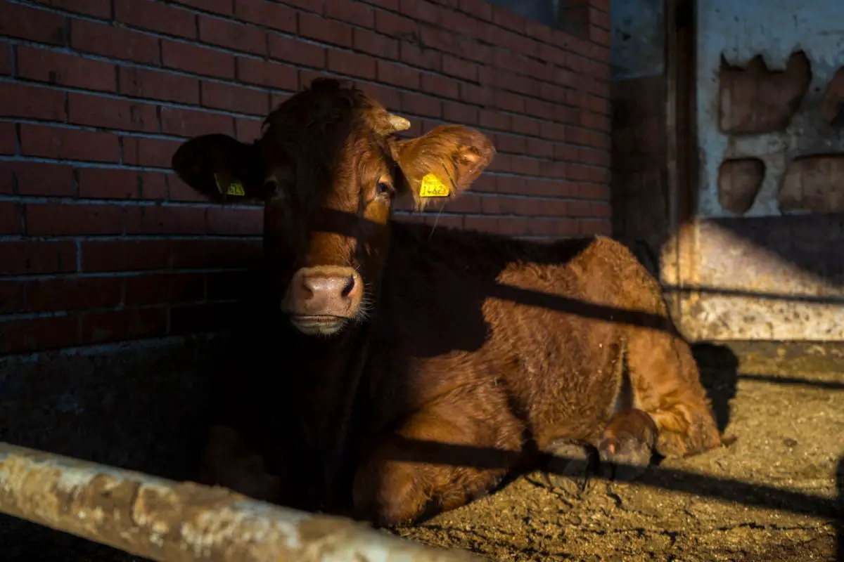 lifespan-of-a-cow-from-birth-to-natural-death