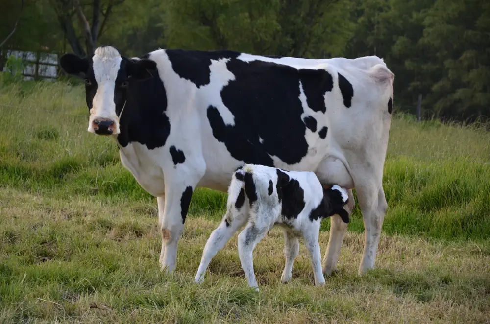 holstein cow and calf on pasture