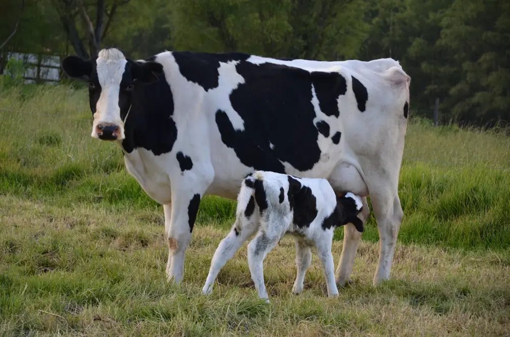 lifespan-of-a-cow-from-birth-to-natural-death