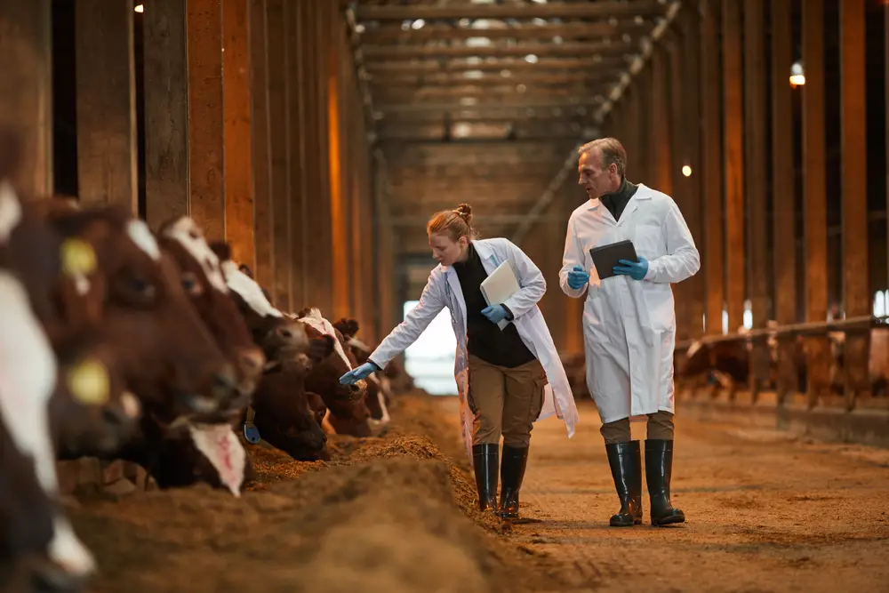 cows in feed shed