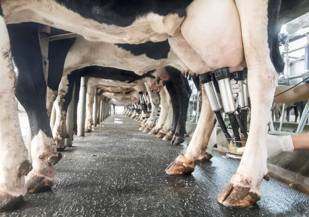 row of cows being milked