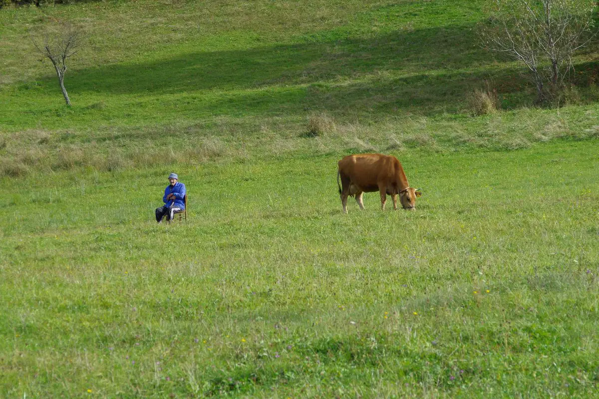 raising-your-own-beef-when-is-your-steer-ready-to-butcher