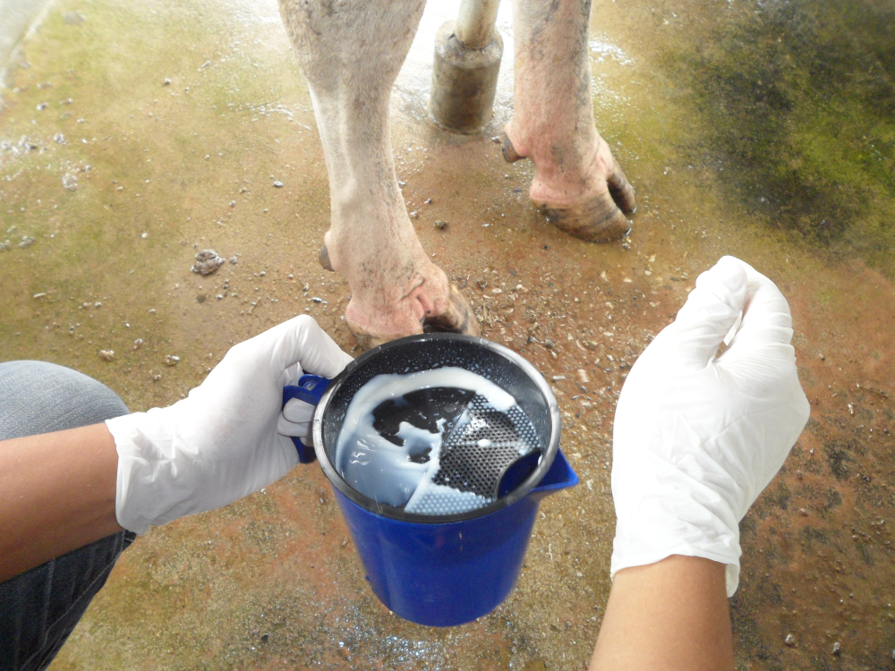 person testingt for mastitis in a cow with blue bucket and white gloves