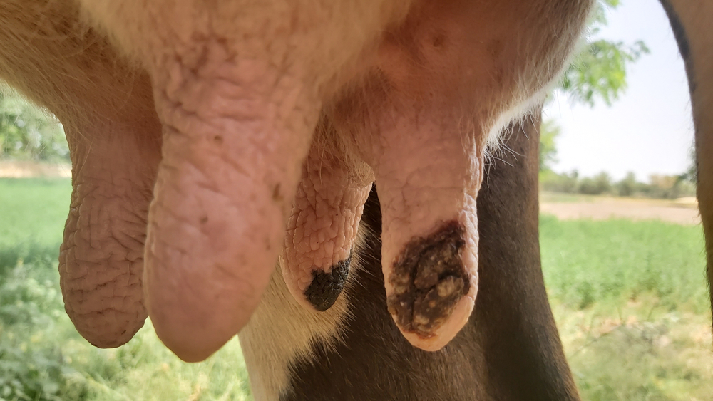 teats of a cow with mastitis