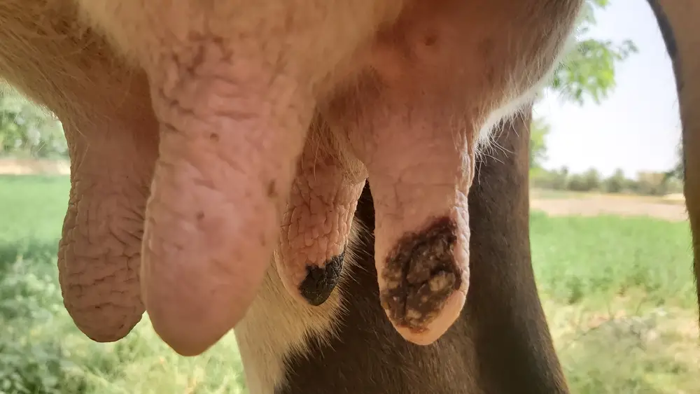 teats of a cow with mastitis