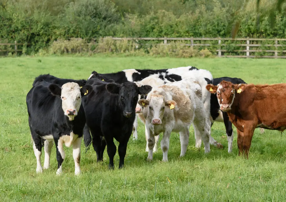 herd of mini dexter cattle standing on grass