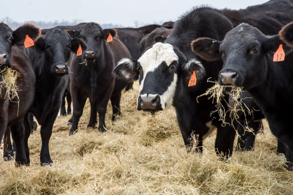 Should I Be Growing Oat For Cattle Feed?