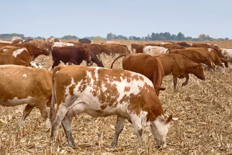Should I Be Growing Oat For Cattle Feed?