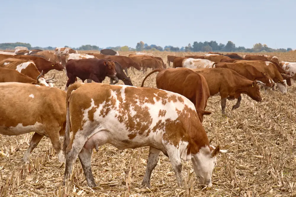 Cattle grazing on oats pasture