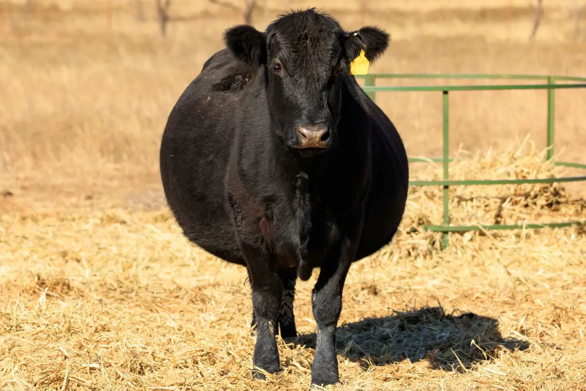 Fat And Obese Cows Common Causes And Treatment fat-and-obese-cows-common-causes-and-treatment
