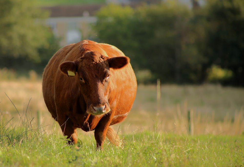 an obese cow standing on grass