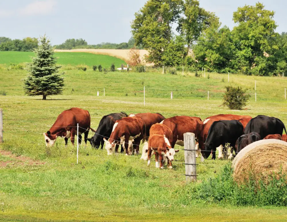 Rotational Grazing Explained Advantages And Common Strategies