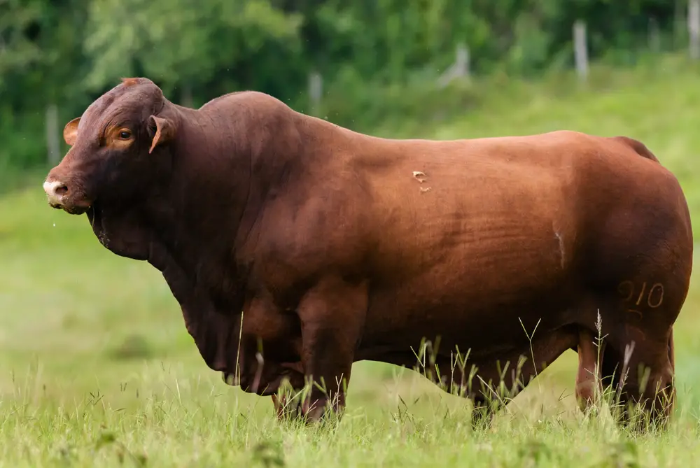 a single santa gertrudis cow