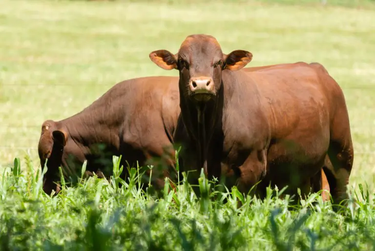 Santa Gertrudis Cows: Guide, Info & Facts