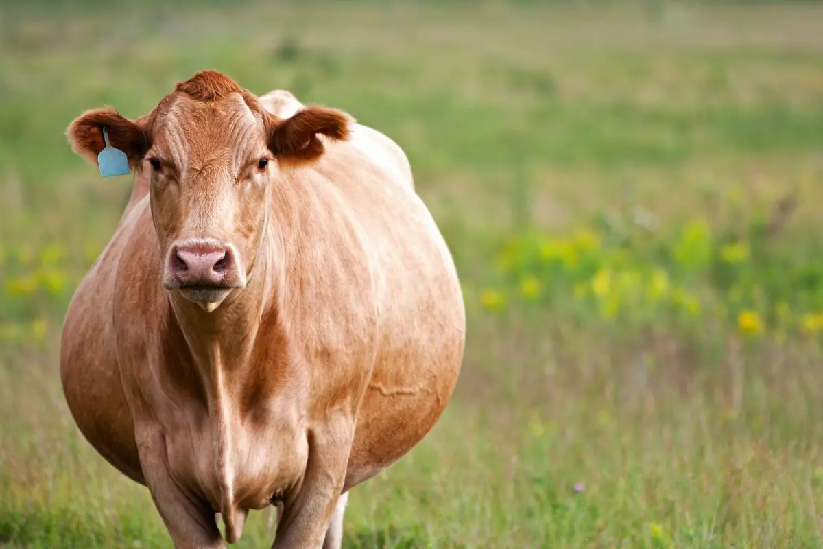 springing-cow-common-signs-and-expectations