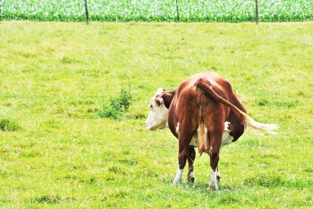 a pregnant cow facing backwards and standing on grass