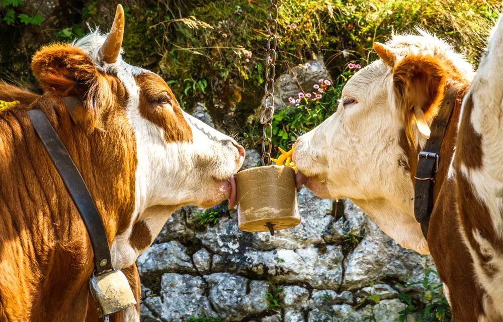 water belly in cattle image 1