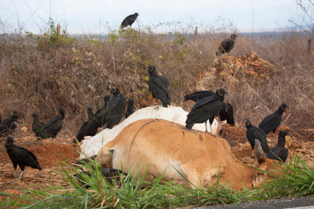 vultures eating 2 dead cattle