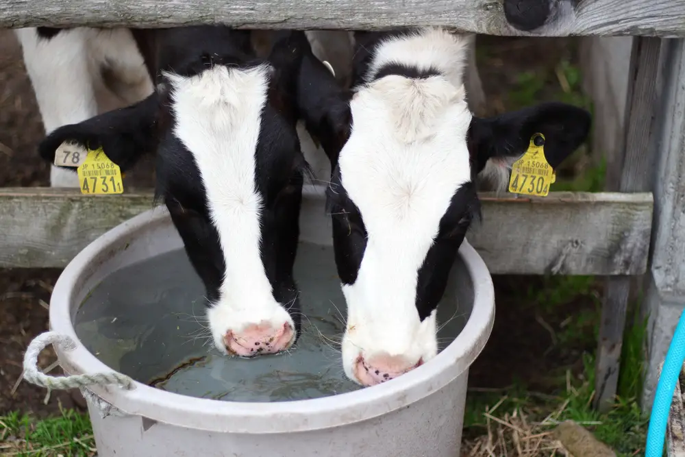 2 holstein cows drinking water from a grey bucket