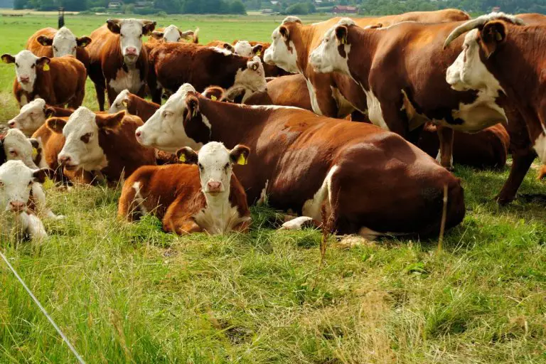 What Does It Mean When A Cow Lays Down? Is It Normal?