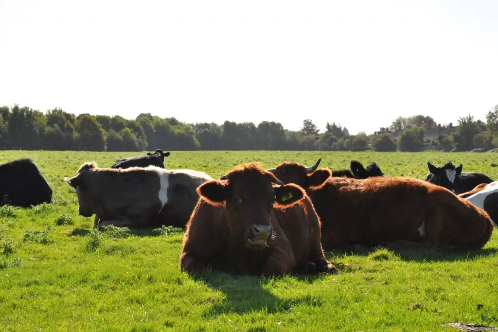 Herd of cows sitting down