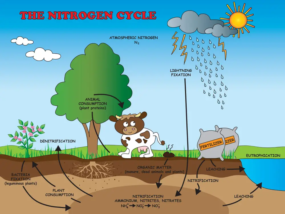 a graphic showing the nitrogen cycle on a farm with cows