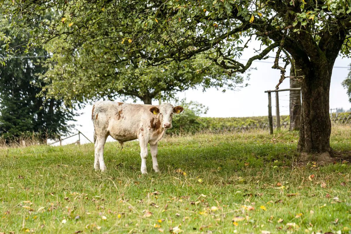 how-long-can-older-cattle-stay-in-your-herd-when-is-a-cow-too-old-to