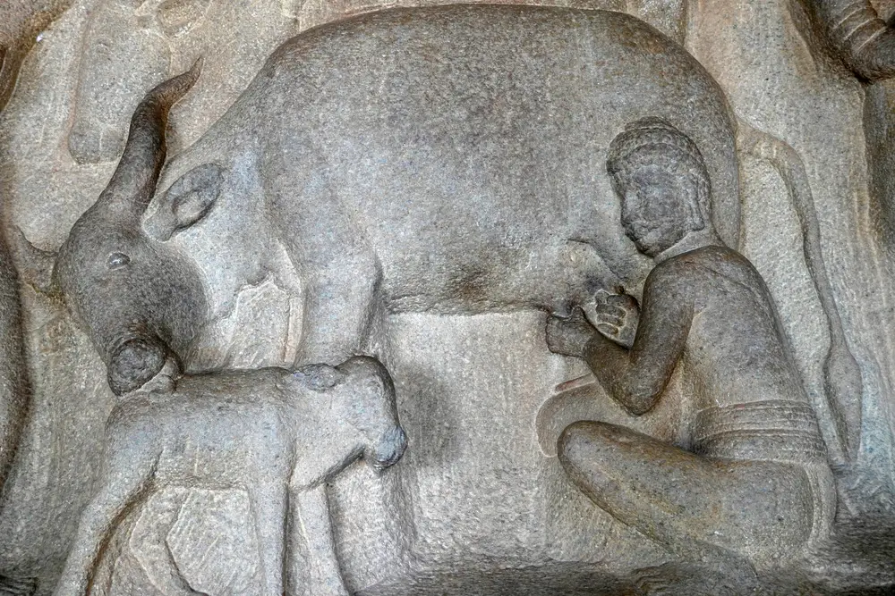 milking of a cow rock sculpture