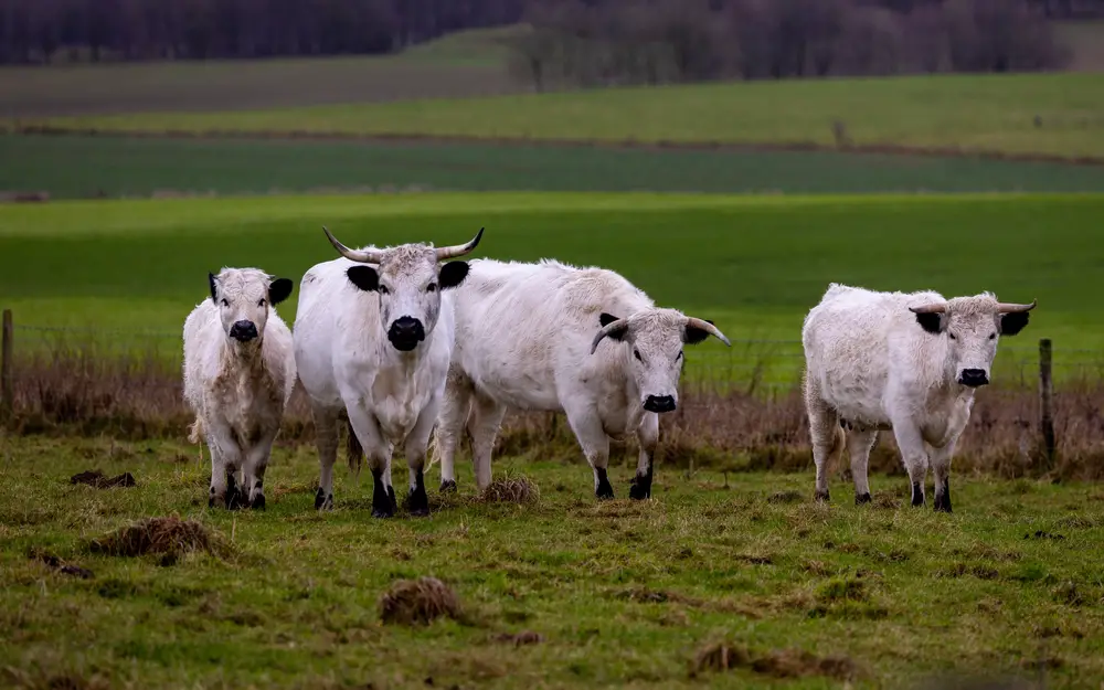 white park cattle on pasture