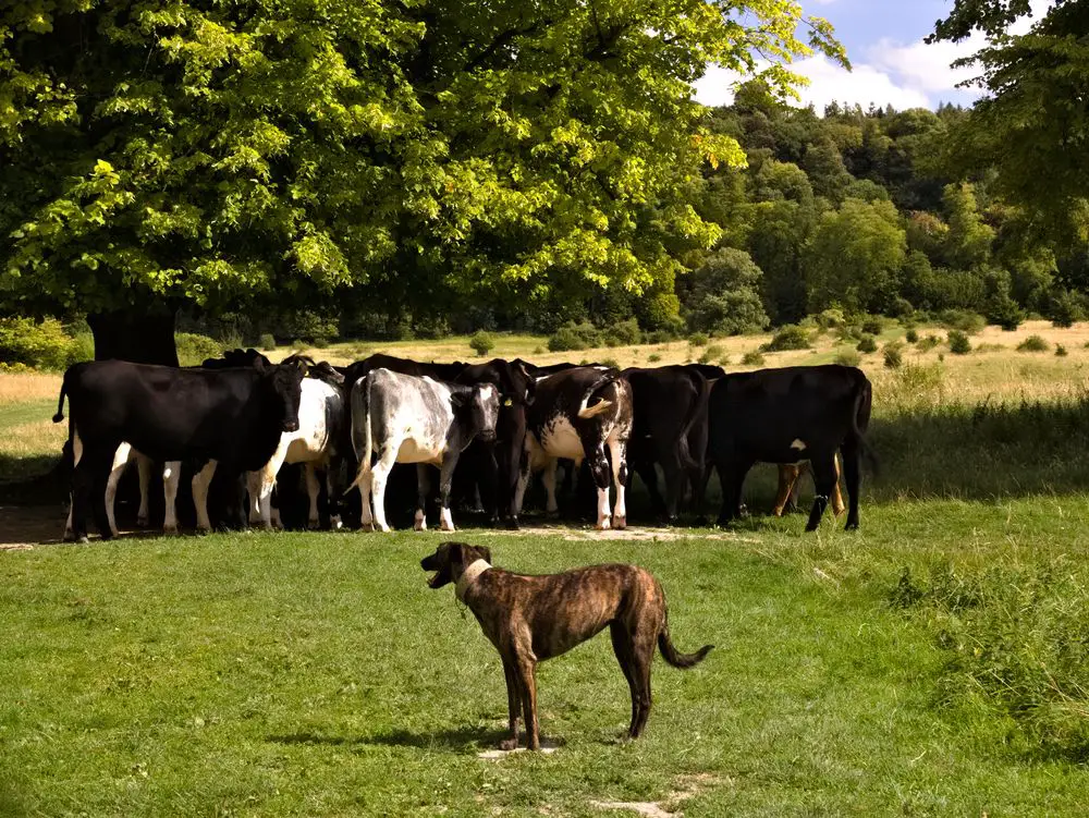 herd of cows under tree with dog in front