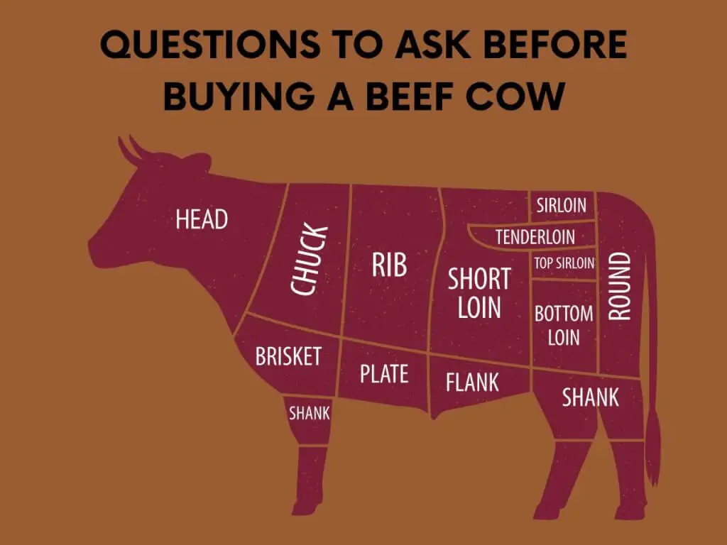 Buying a beef cow