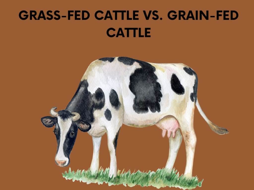 grass fed vs grain fed cattle