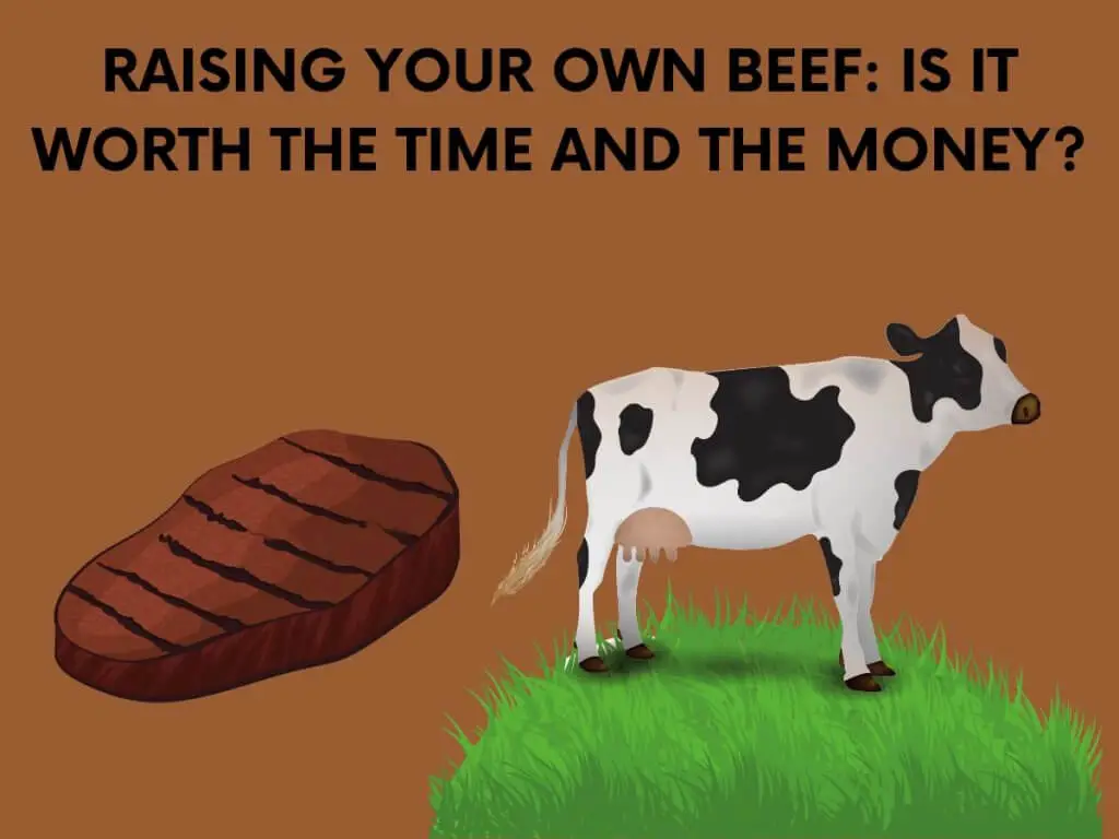 Raising beef