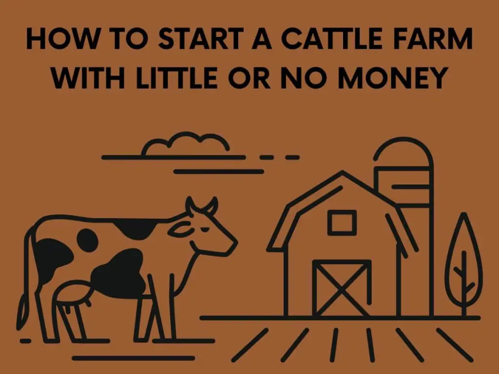 cattle farm with no money